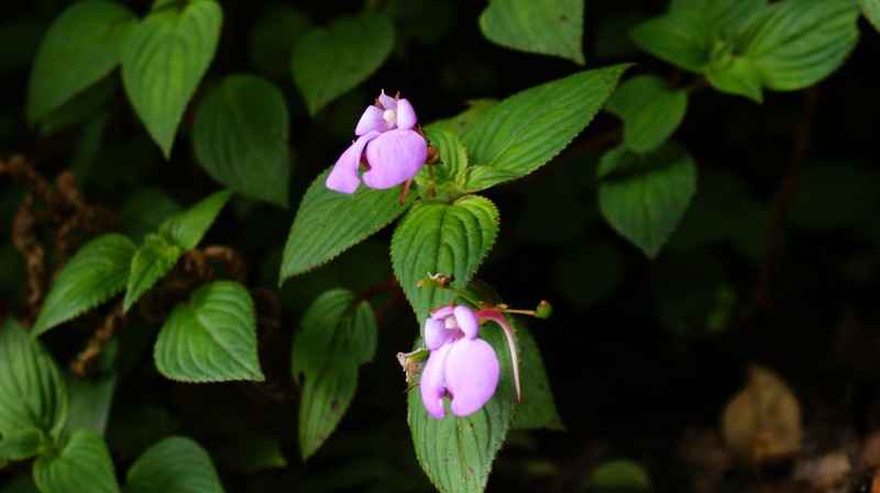Impatiens viscida photo 5