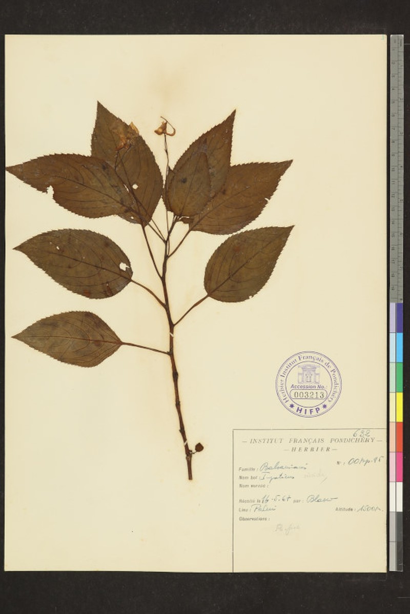 Impatiens viscida photo 6