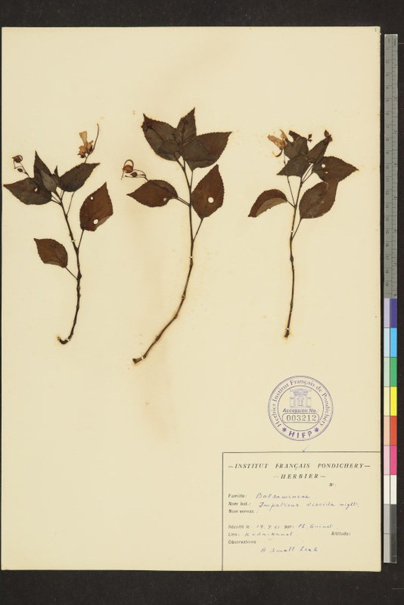 Impatiens viscida photo 7