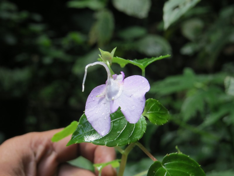 Impatiens viscida