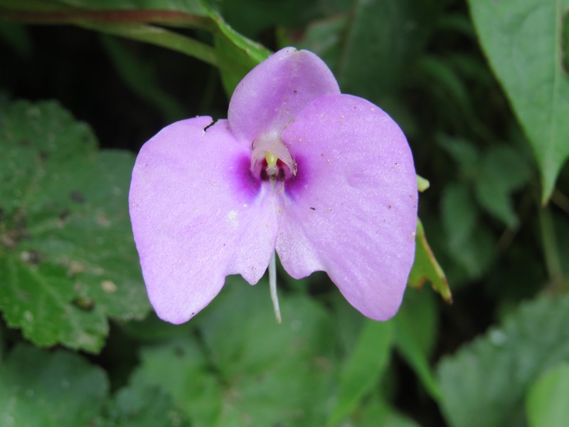 Impatiens viscida photo 8