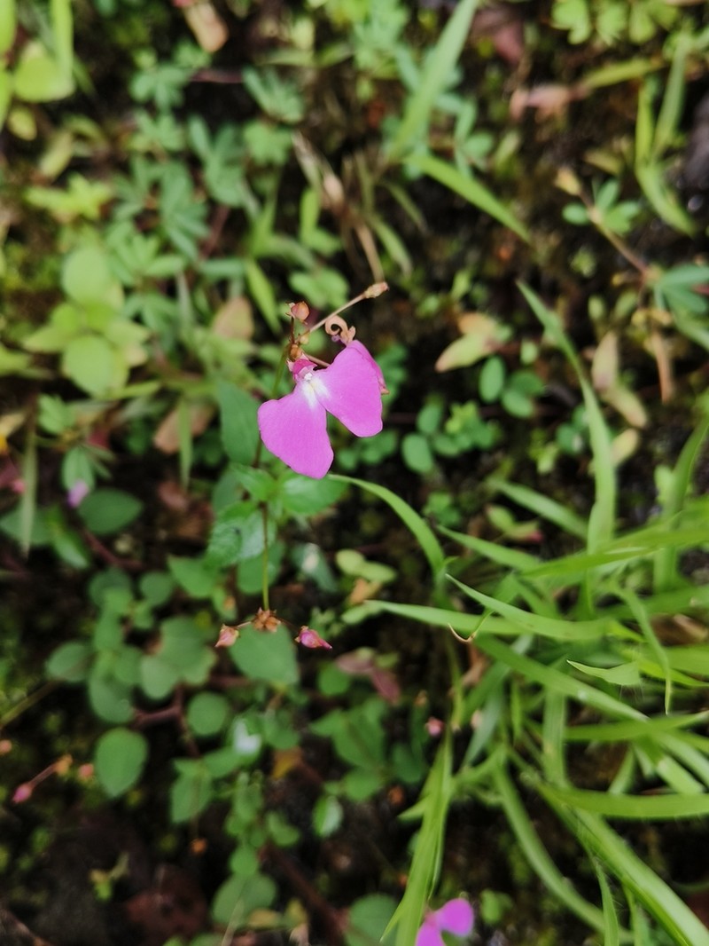 Impatiens viscosa photo 2