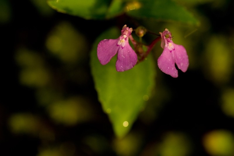 Impatiens viscosa photo 3