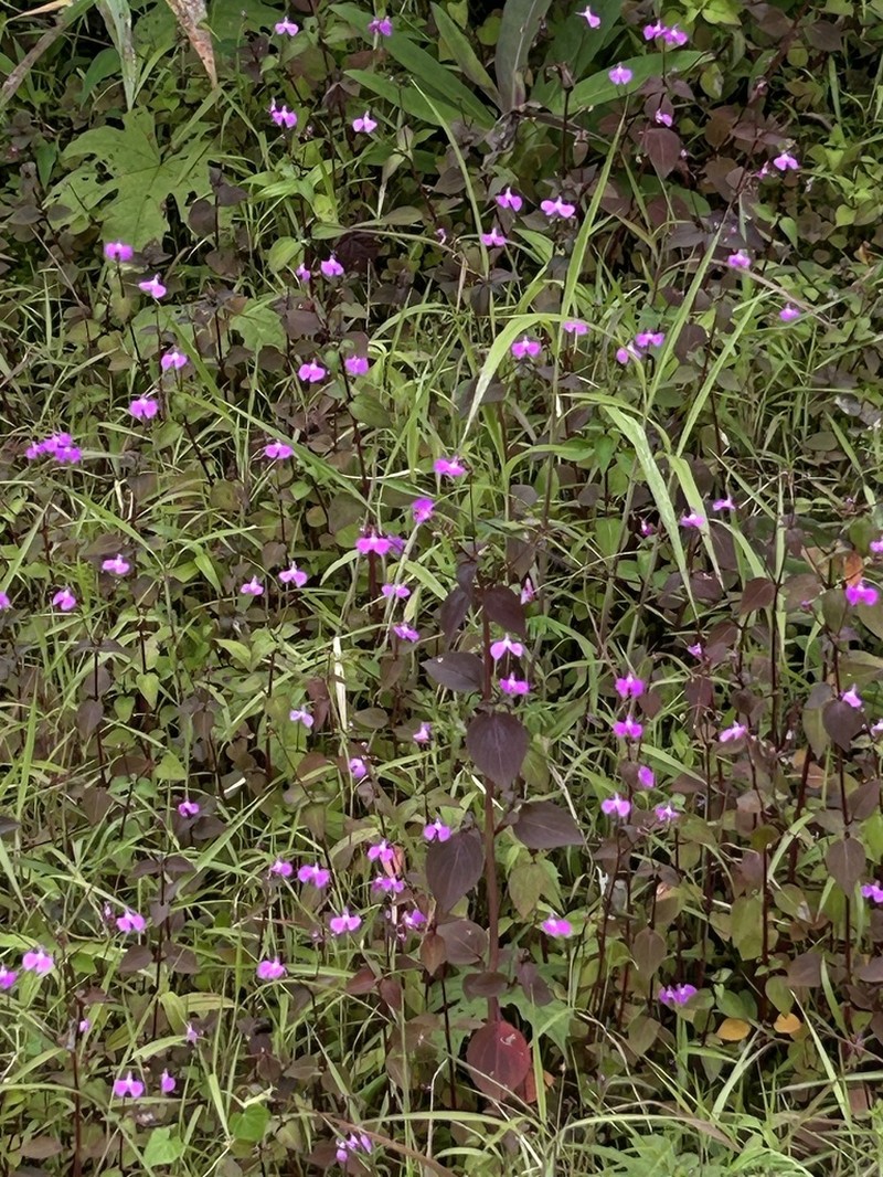 Impatiens viscosa photo 4