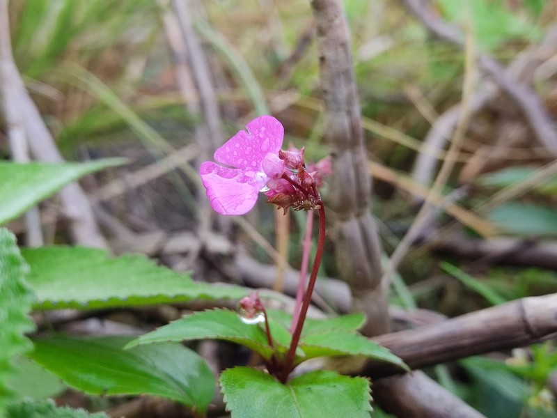 Impatiens viscosa photo 5