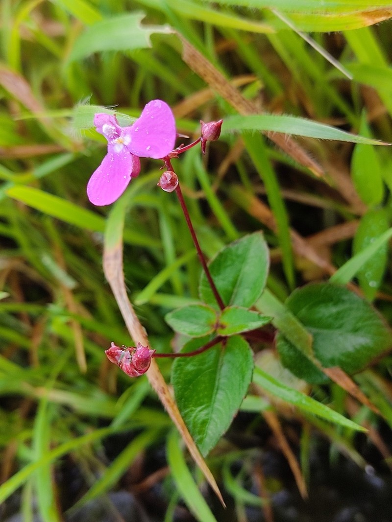 Impatiens viscosa photo 6