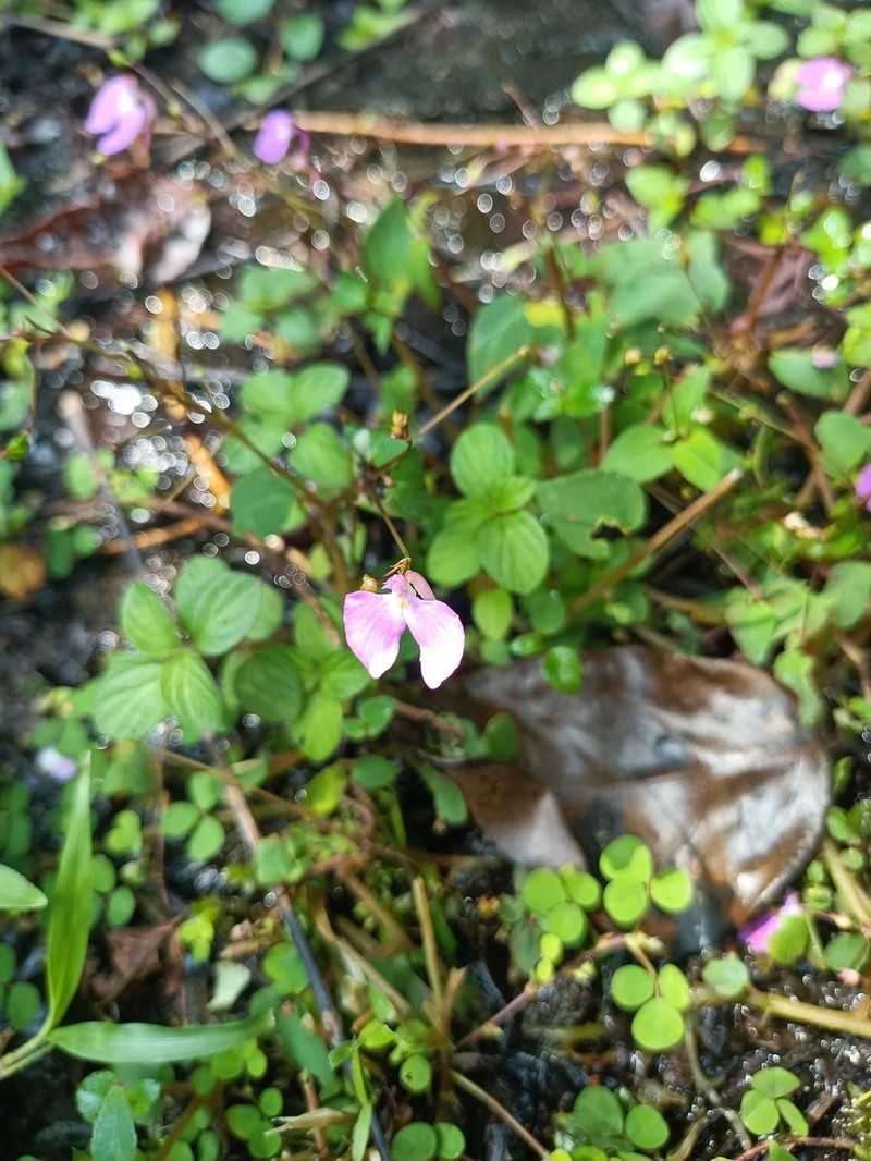 Impatiens viscosa photo 7