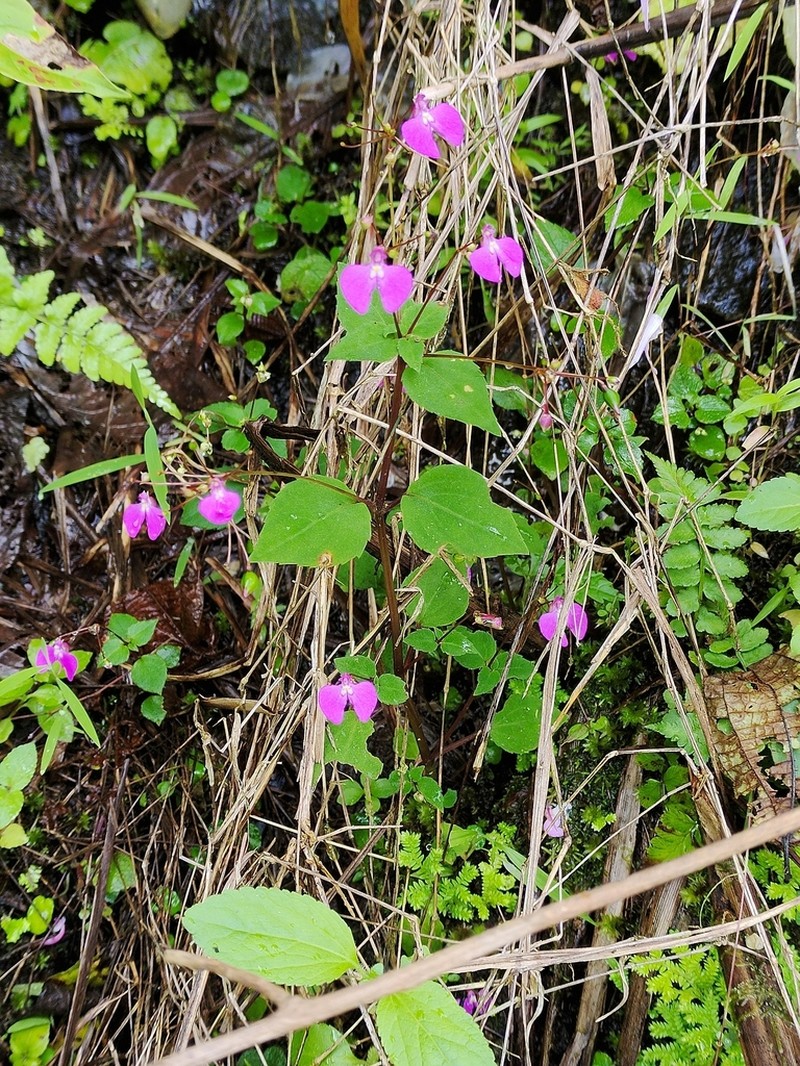 Impatiens viscosa photo 8