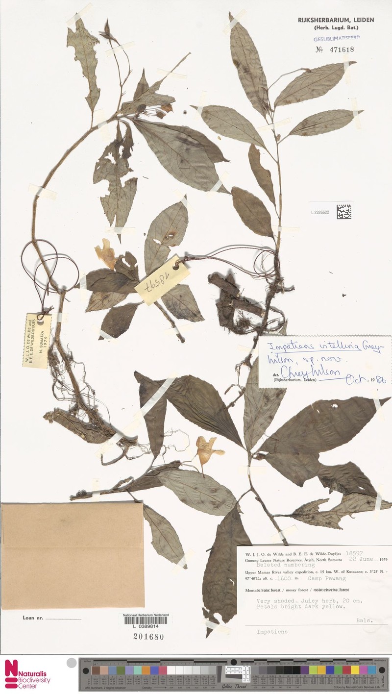 Impatiens vitellina