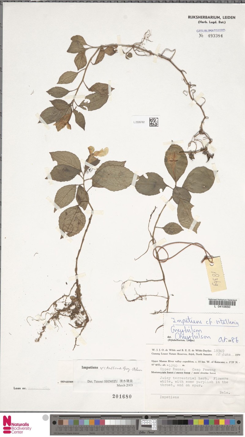 Impatiens vitellina photo 2