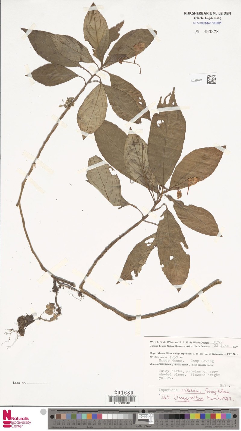 Impatiens vitellina photo 3