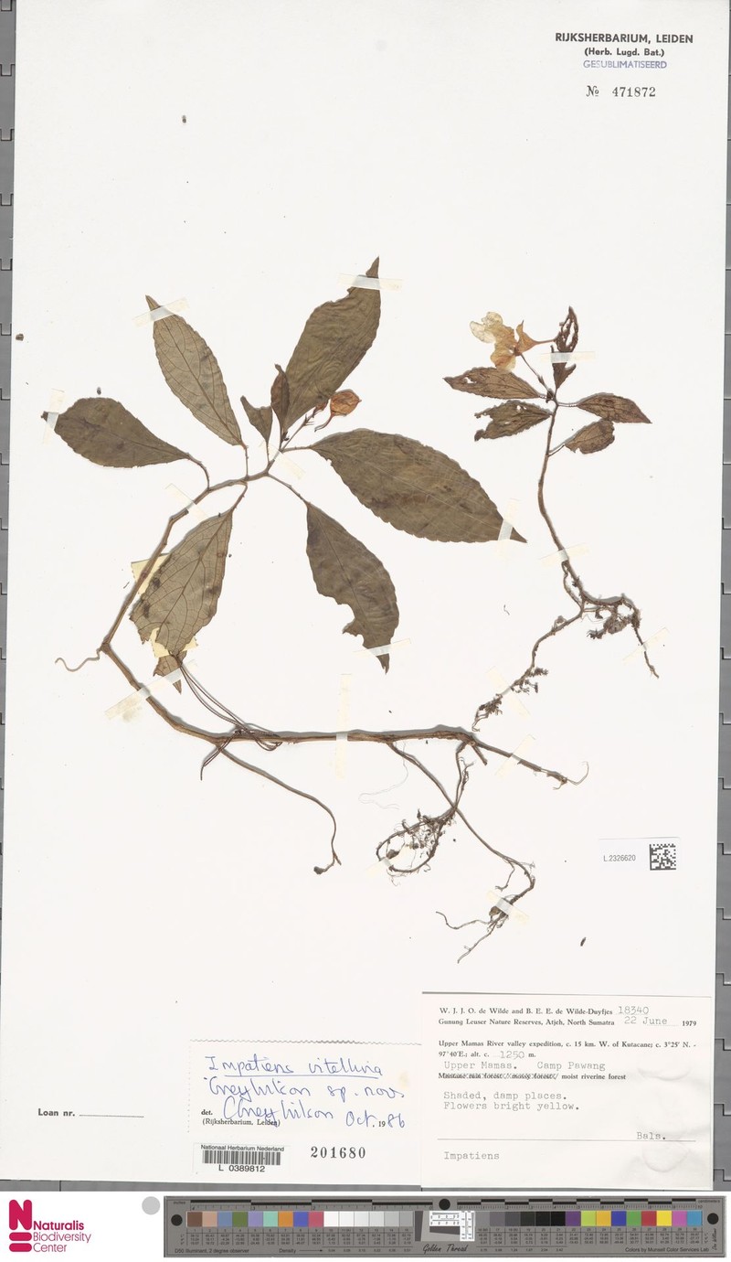 Impatiens vitellina photo 4