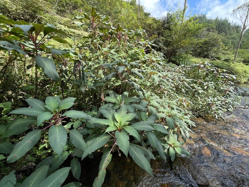 Impatiens volkensii