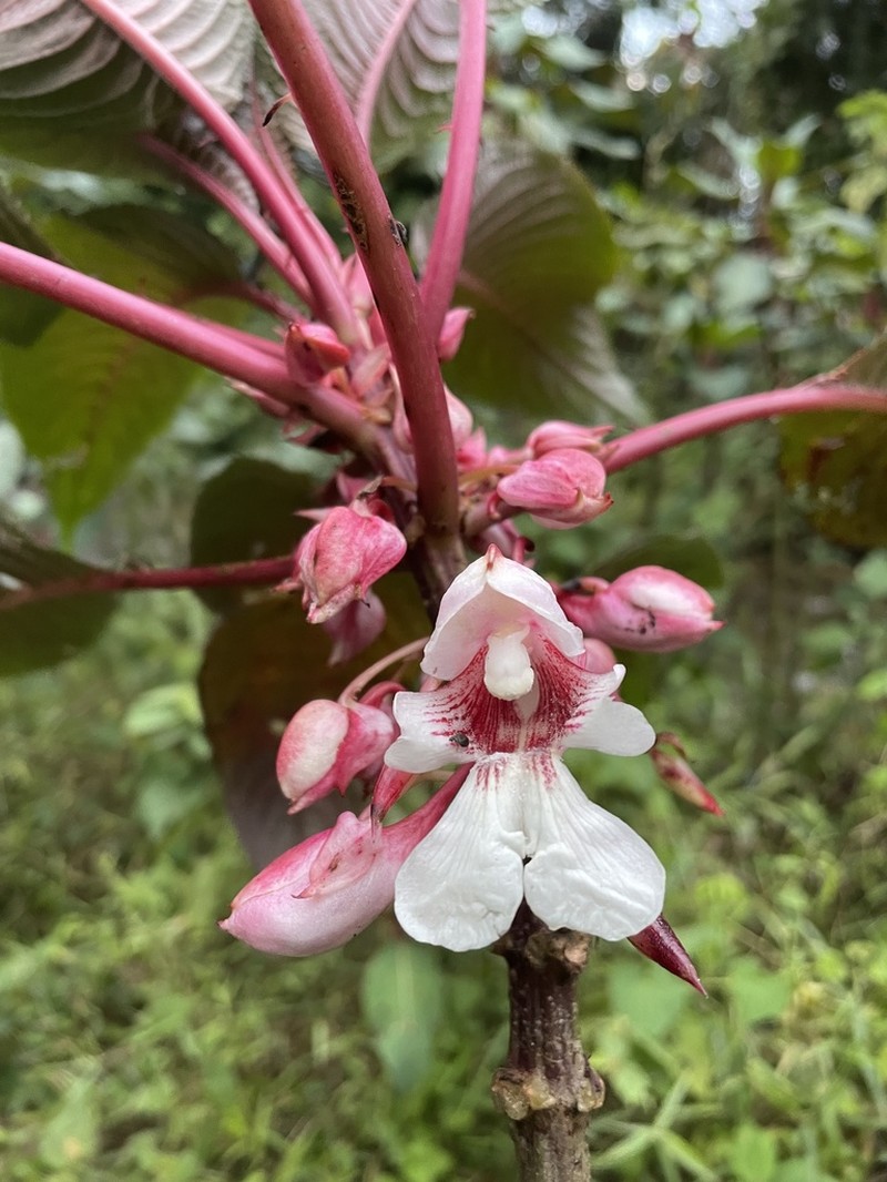 Impatiens volkensii photo 2