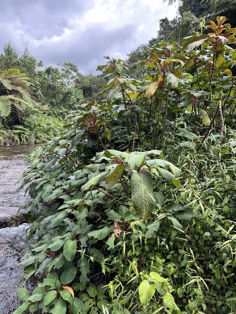 Impatiens volkensii photo 3