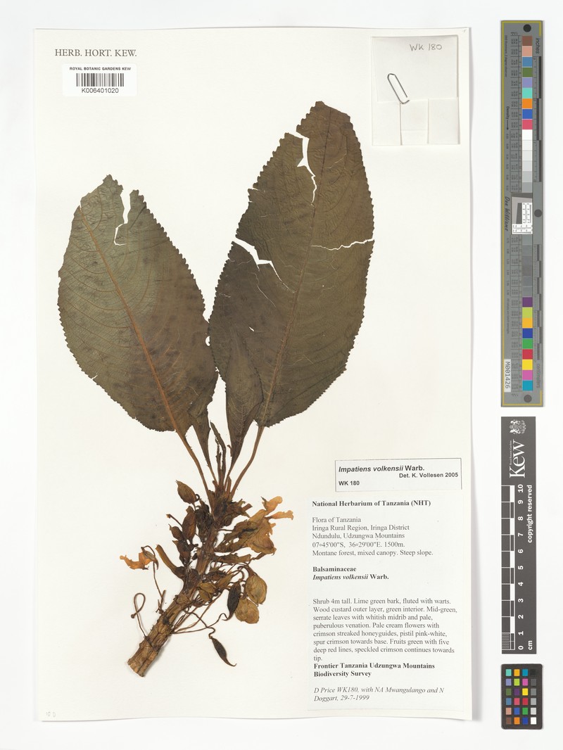Impatiens volkensii photo 5