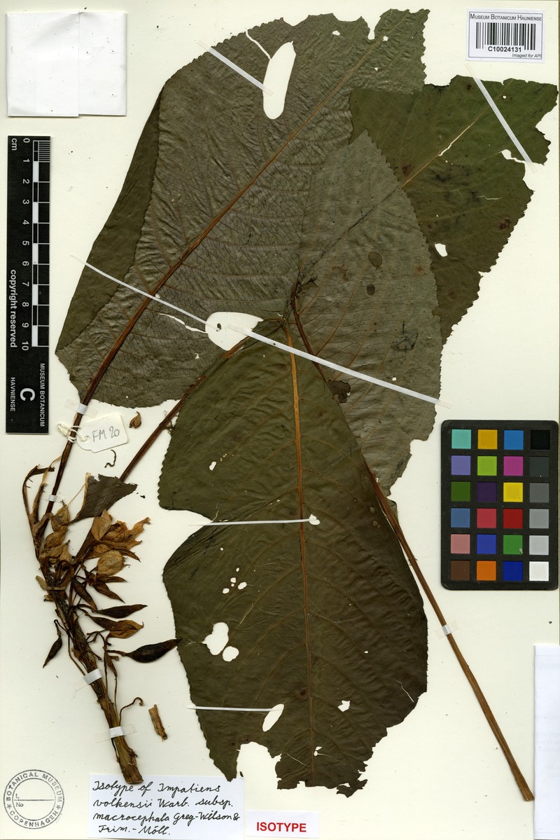 Impatiens volkensii subsp. macrosepala photo 2