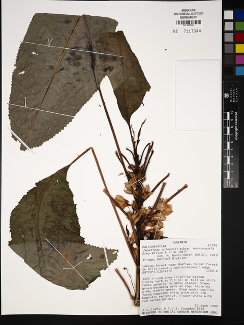 Impatiens volkensii subsp. macrosepala photo 3