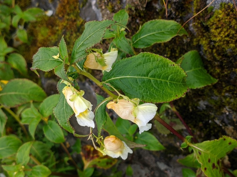 Impatiens wallichii