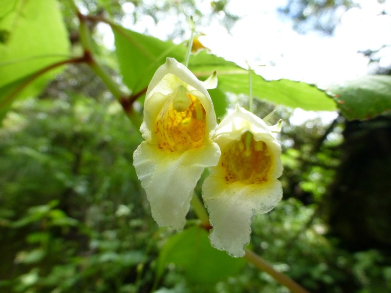 Impatiens wallichii photo 2