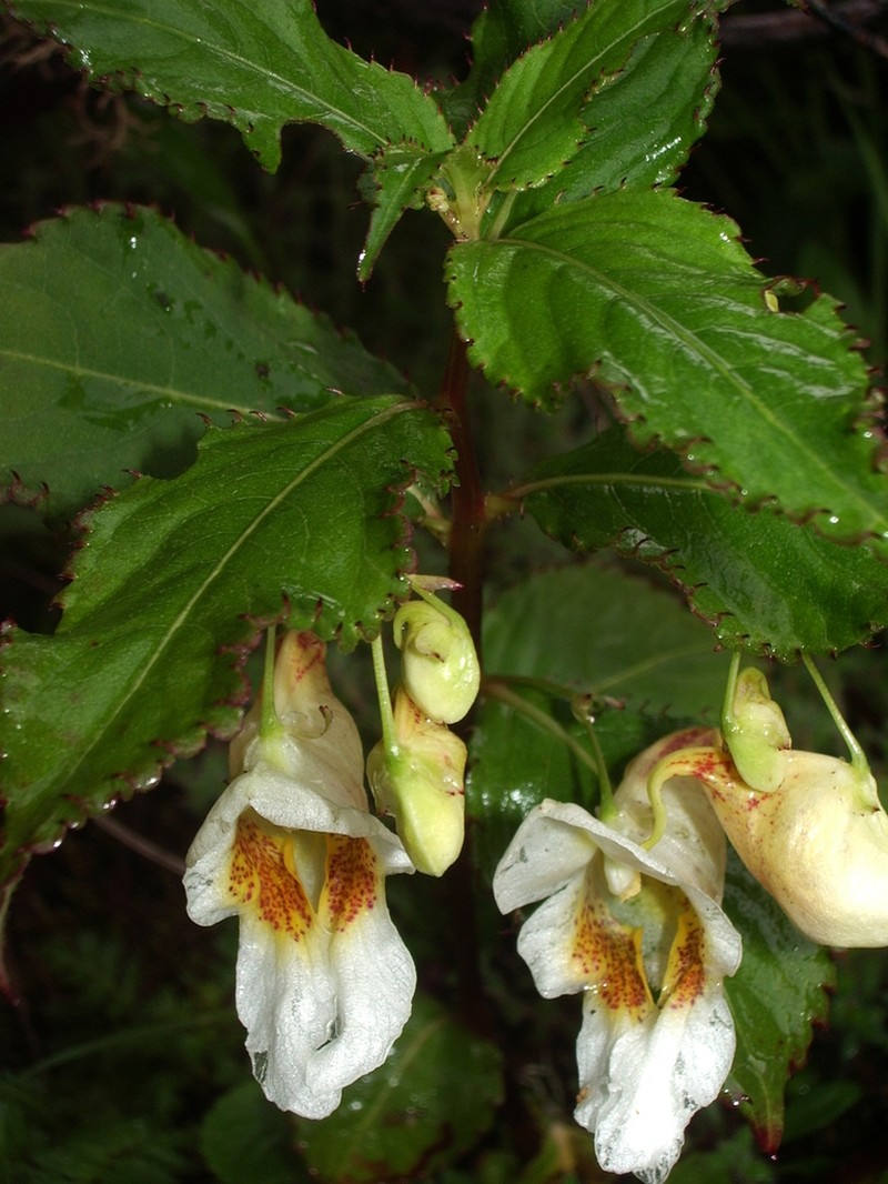 Impatiens wallichii photo 3