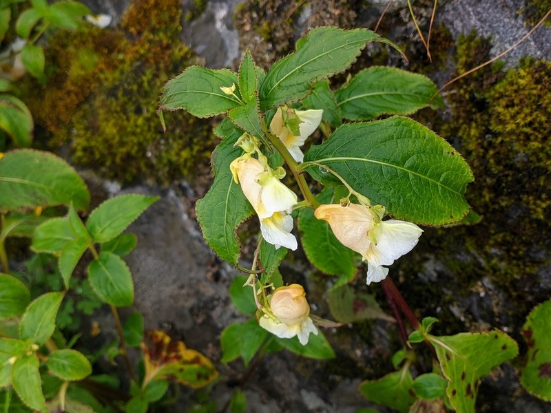 Impatiens wallichii photo 4