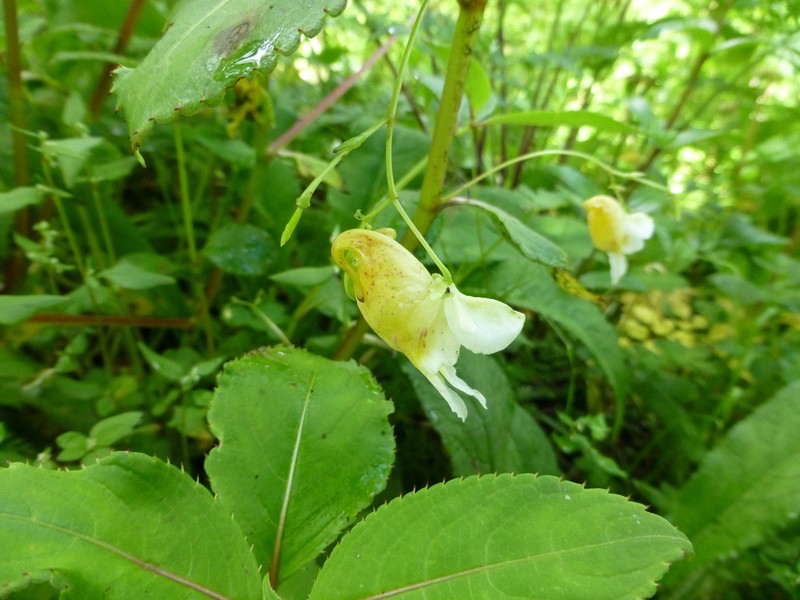 Impatiens wallichii photo 5