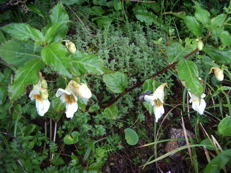 Impatiens wallichii photo 7