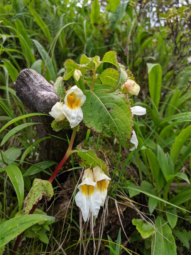 Impatiens wallichii photo 8