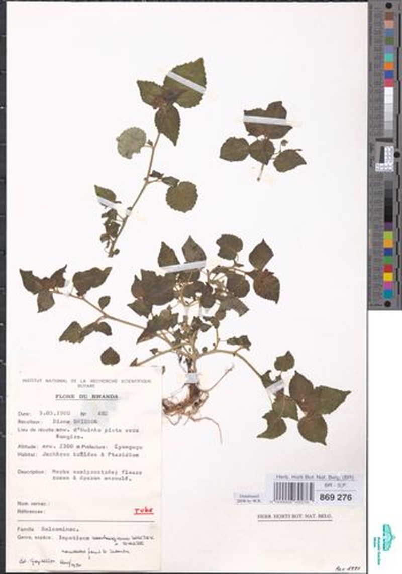 Impatiens warburgiana