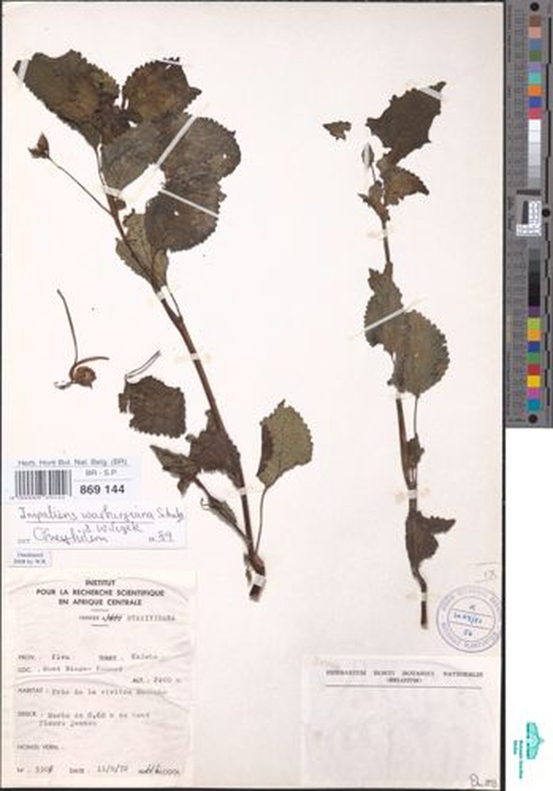 Impatiens warburgiana photo 2