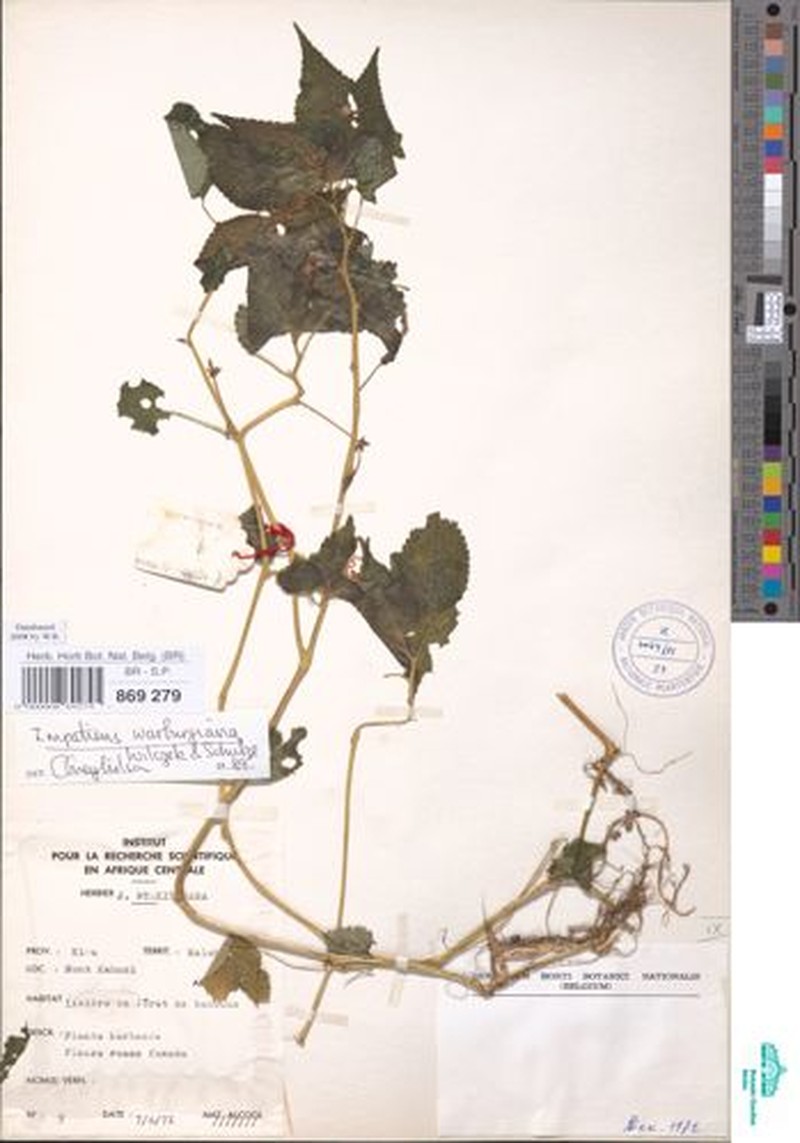 Impatiens warburgiana photo 3