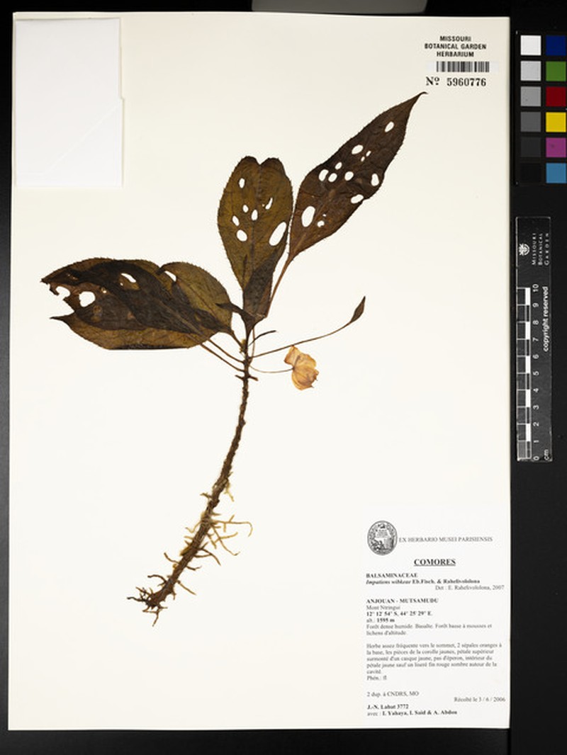 Impatiens wibkeae