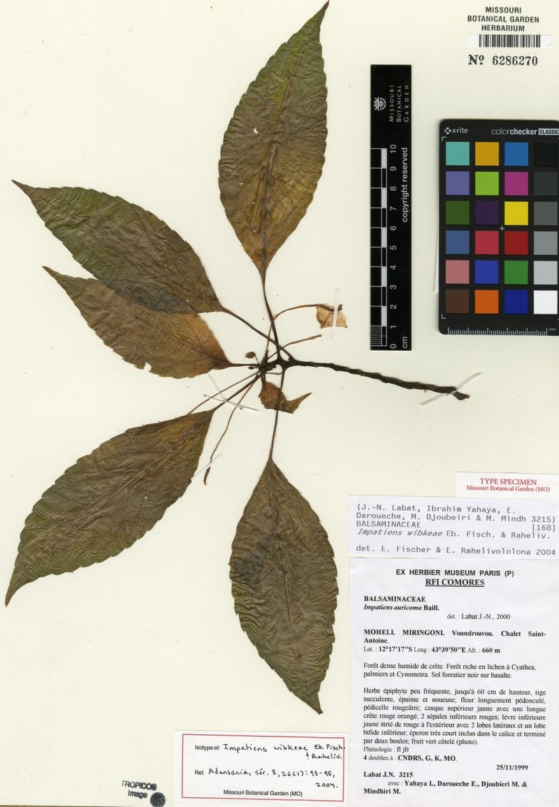 Impatiens wibkeae photo 2