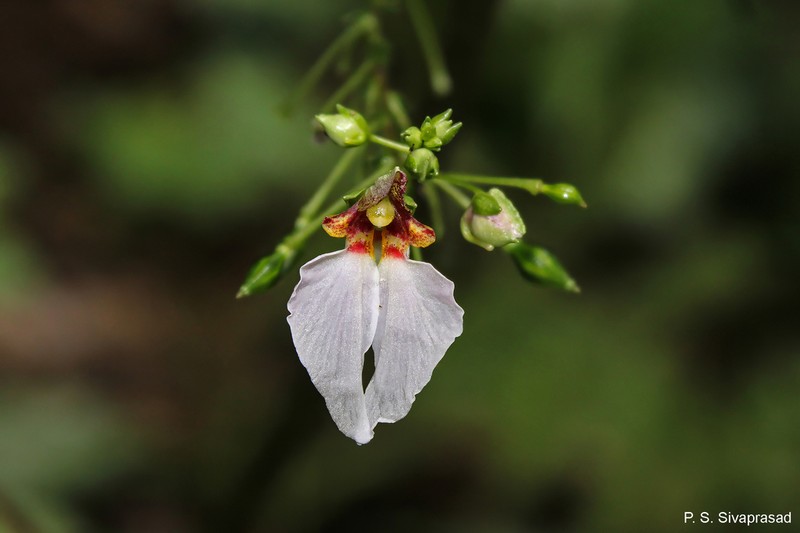Impatiens wightiana