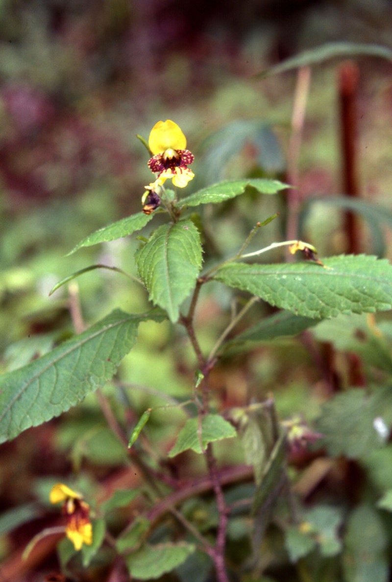 Impatiens williamsii