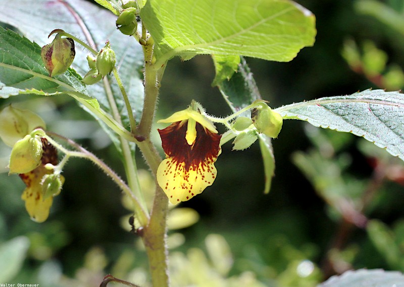 Impatiens williamsii photo 2