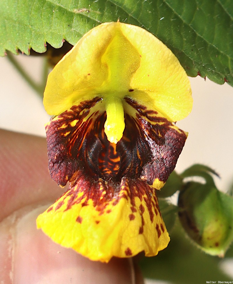Impatiens williamsii photo 3