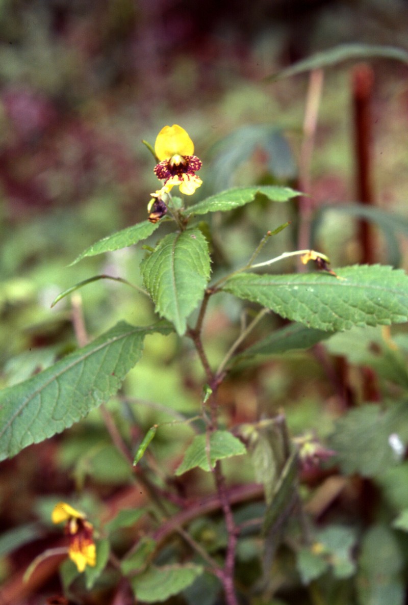 Impatiens williamsii photo 6
