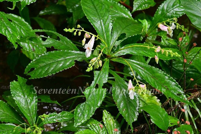 Impatiens wilsonii