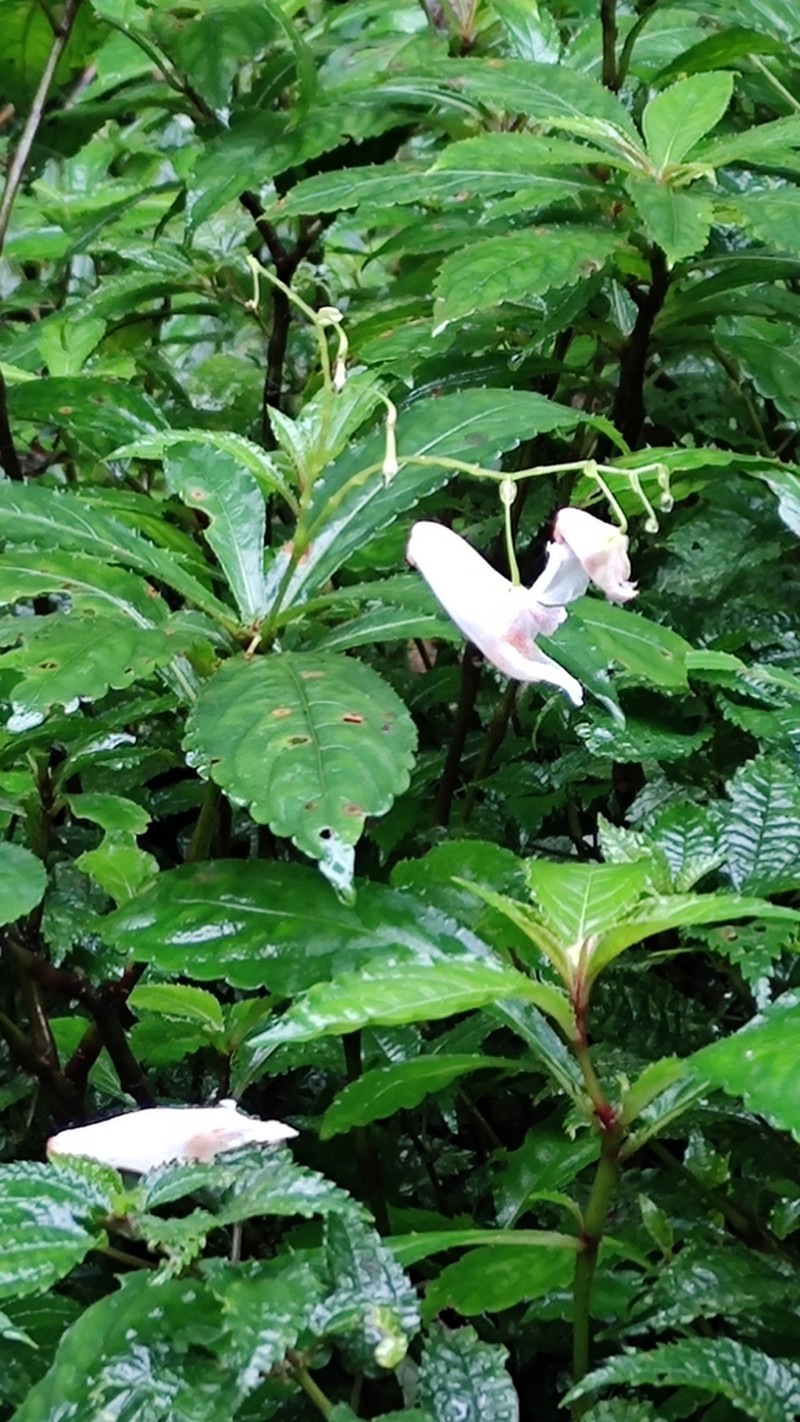 Impatiens wilsonii photo 2