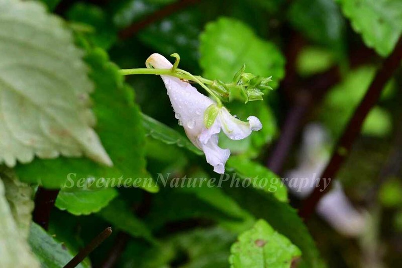 Impatiens wilsonii photo 3