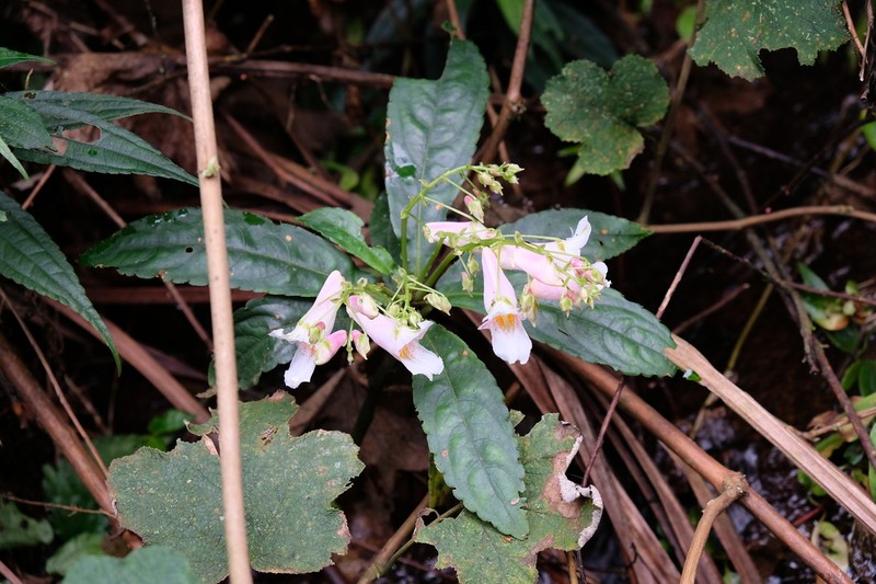 Impatiens wilsonii photo 4