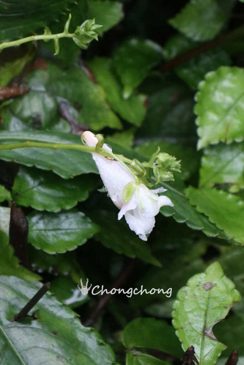Impatiens wilsonii photo 5