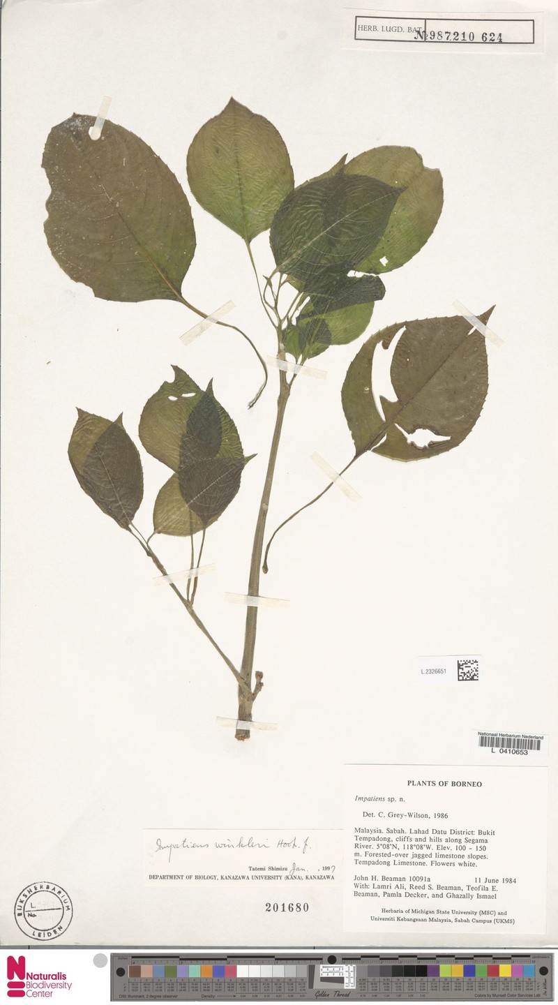 Impatiens winkleri