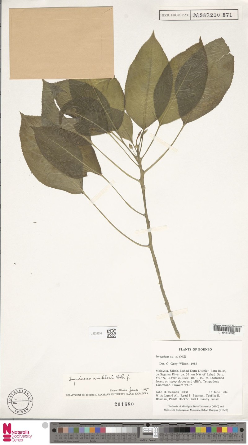 Impatiens winkleri photo 2