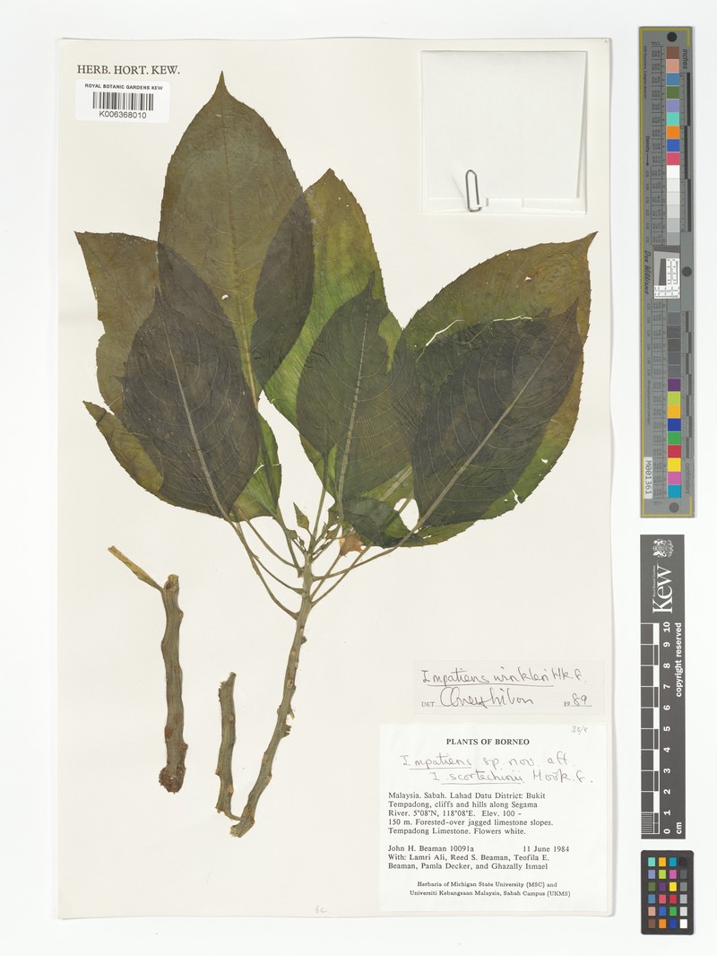 Impatiens winkleri photo 3