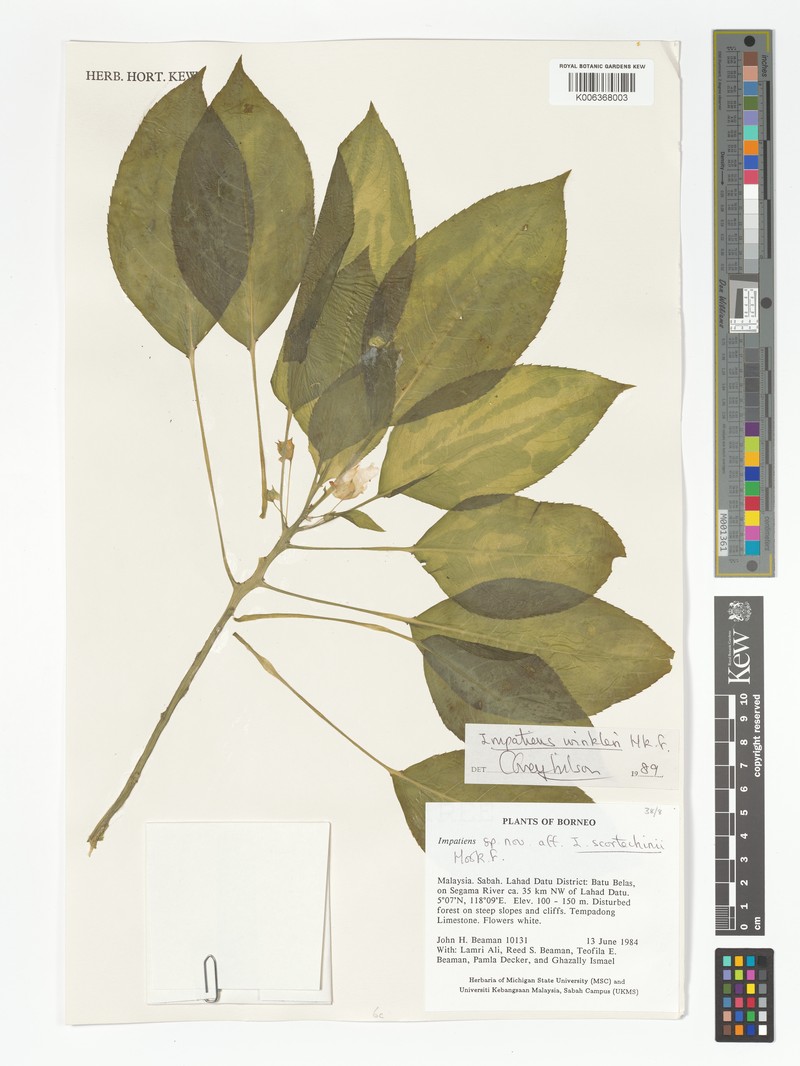 Impatiens winkleri photo 4