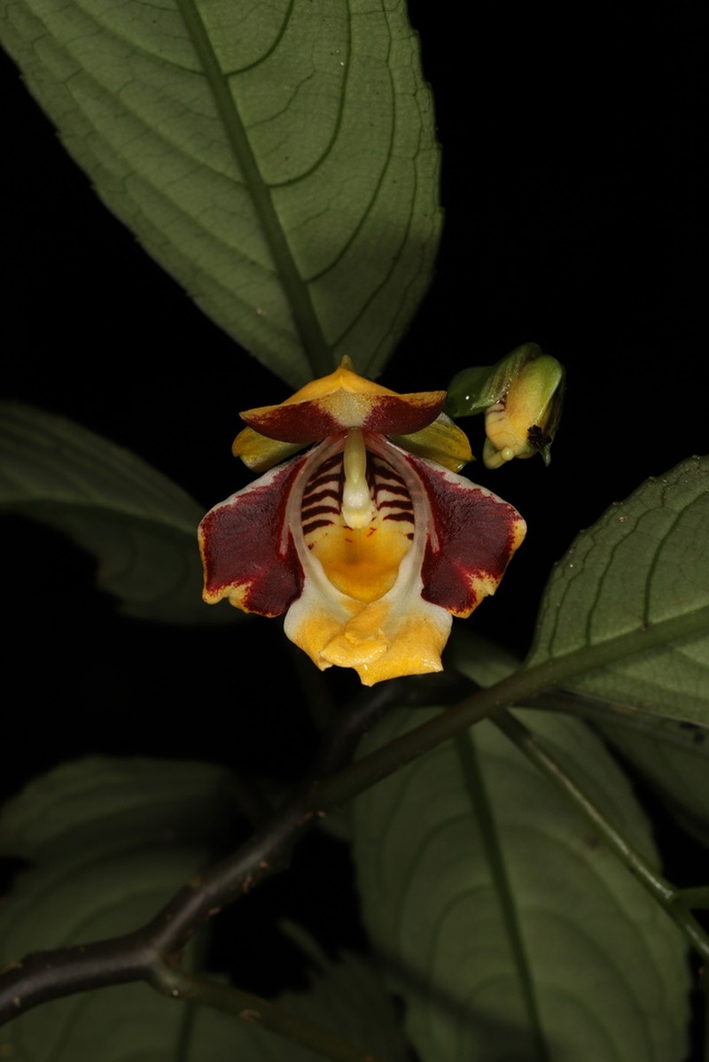 Impatiens wirabraja