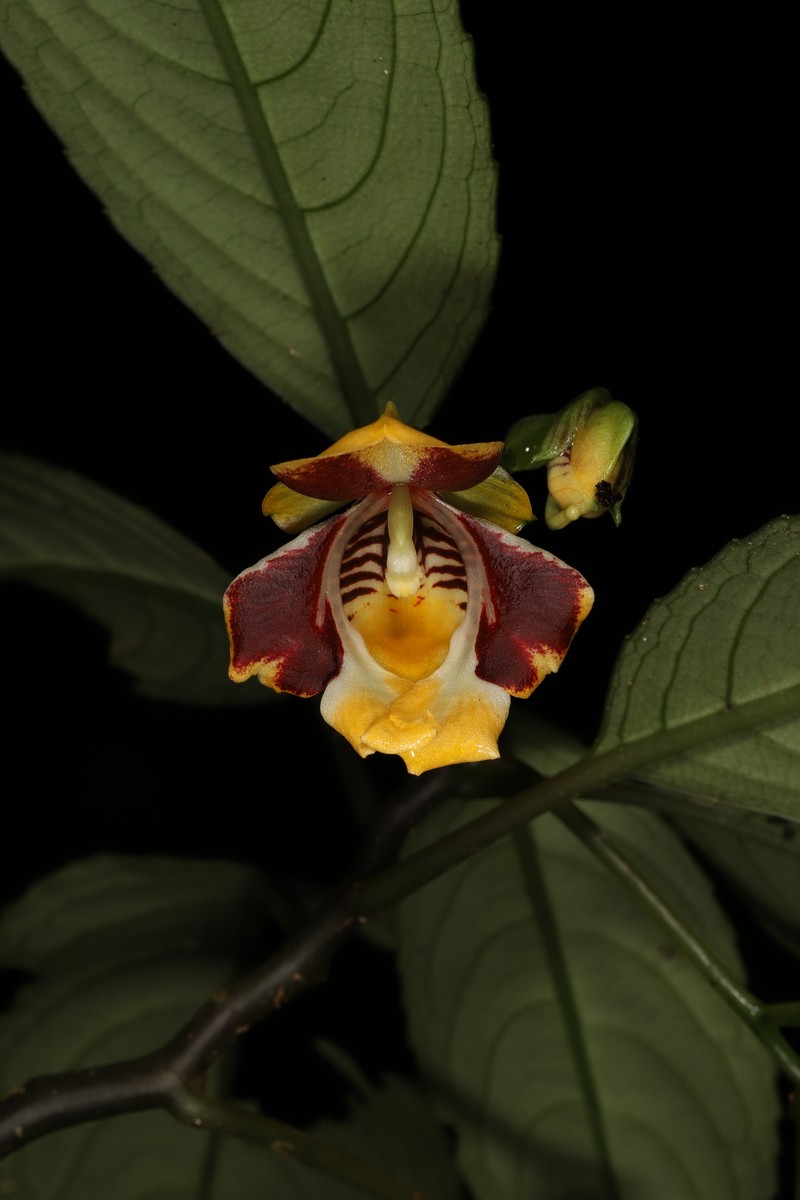 Impatiens wirabraja photo 2